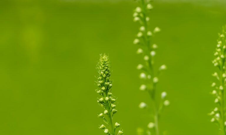 Cómo-se-hace-un-shot-de-té-verde