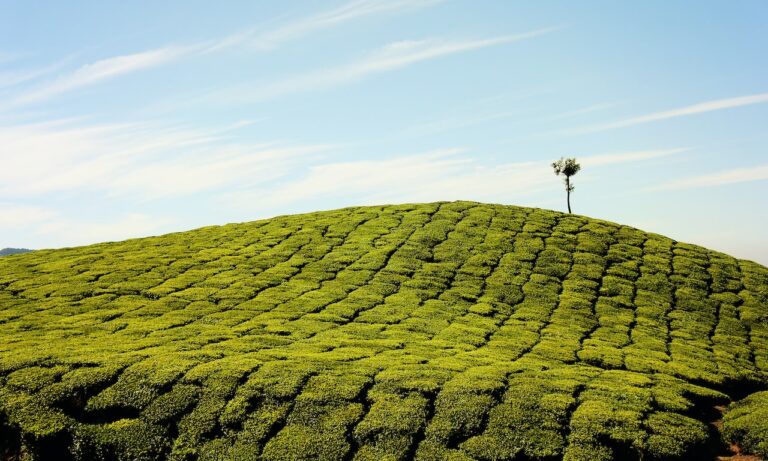 Cuánta-cafeína-hay-en-el-té-dulce