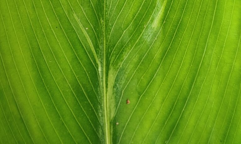 Cuánta-cafeína-hay-en-el-té-verde-en-comparación-con-el-café