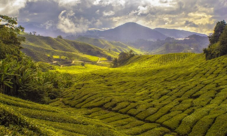 Cuánta-cafeína-hay-en-un-té-chai