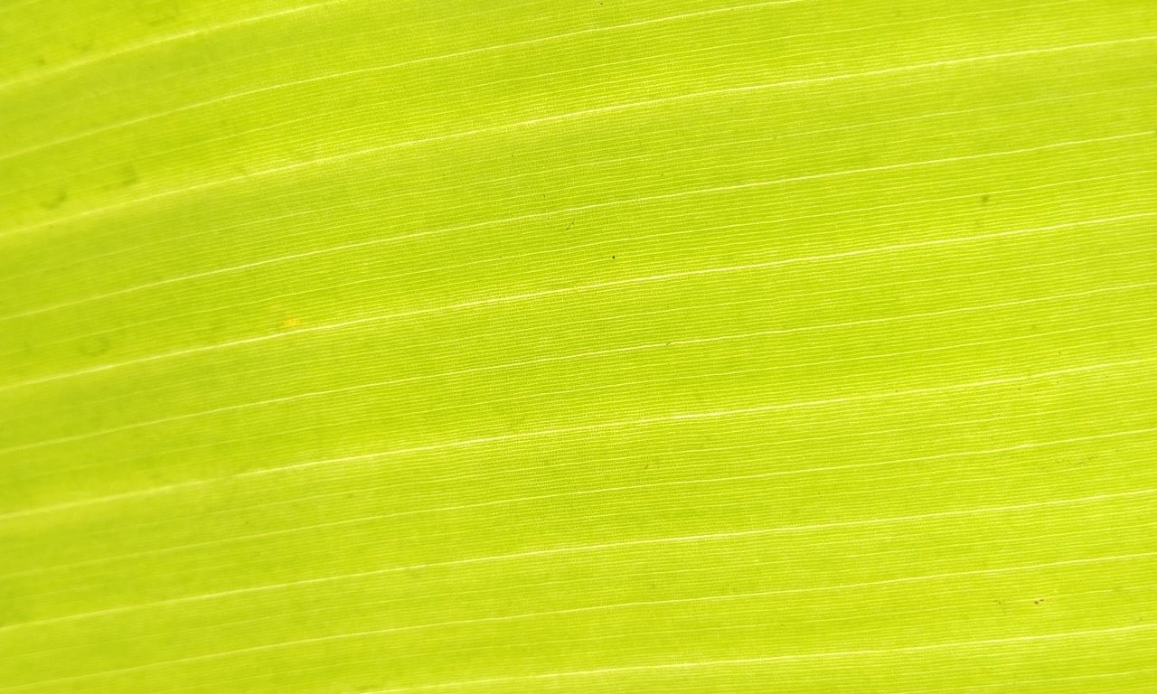 Cuánta-cafeína-tiene-el-té-verde-matcha