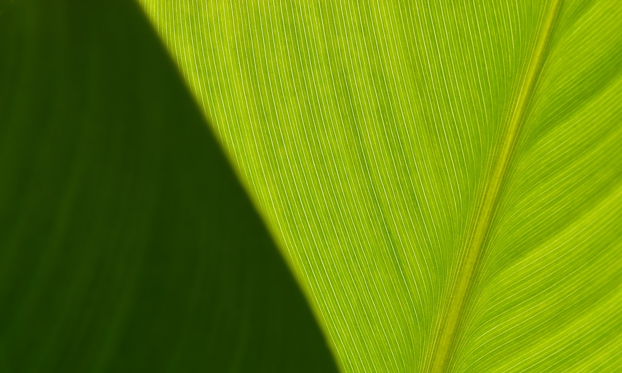 Cuántas-calorías-tiene-un-té-verde