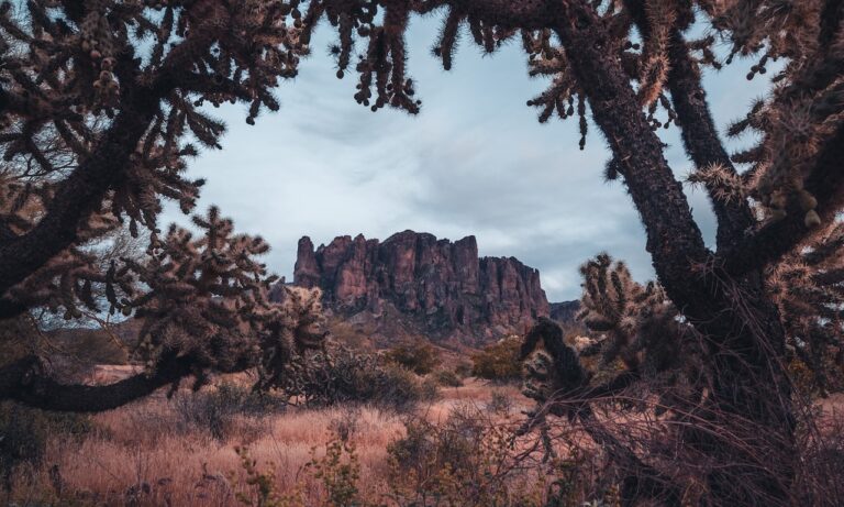 Dónde-se-fabrica-el-té-de-Arizona