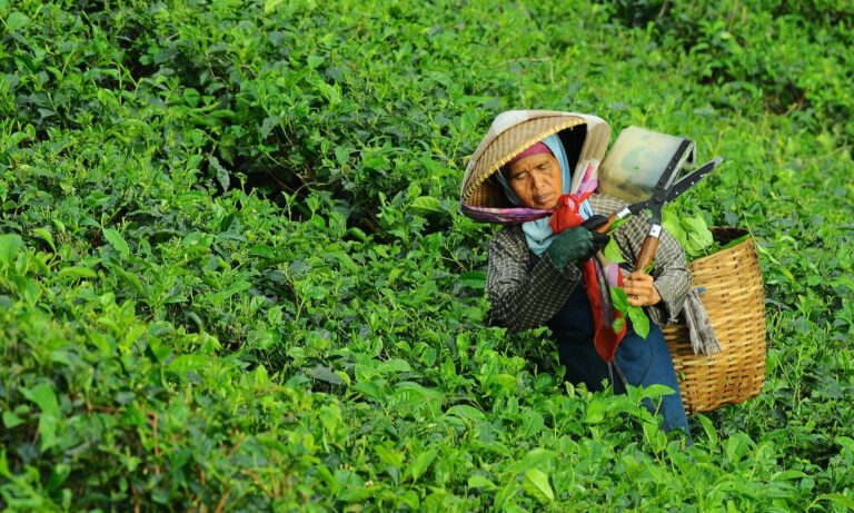 El-té-retorcido-tiene-gluten