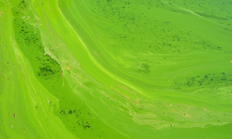 El-té-verde-ayuda-con-la-digestión