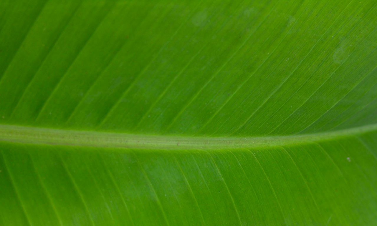 El-té-verde-contiene-cafeína