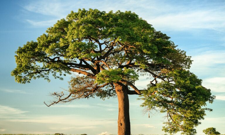 Es-el-aceite-de-árbol-de-té-bueno-para-la-caspa