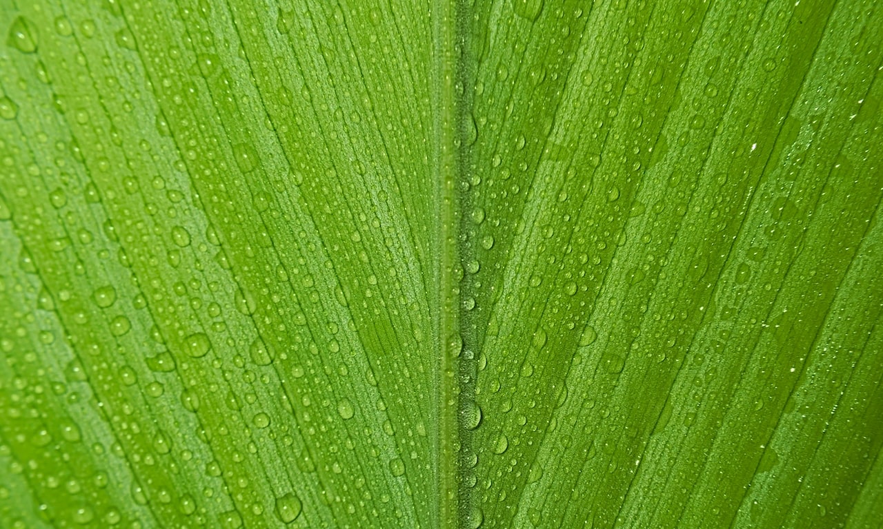 Es-el-té-verde-mejor-que-el-café