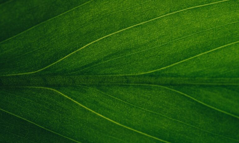 Hay-cafeína-en-el-té-verde-de-Arizona