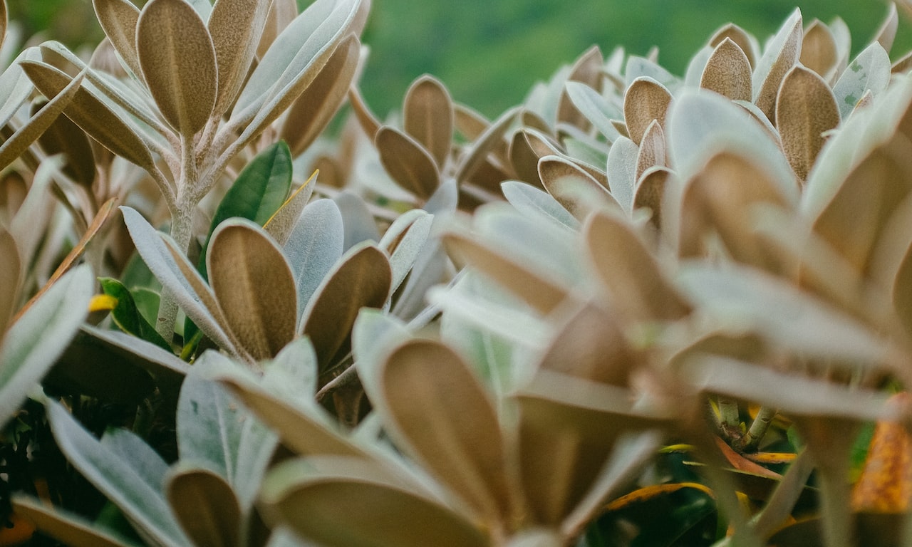 Las-infusiones-de-hierbas-tienen-cafeína