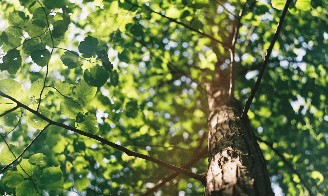 Puedes-usar-aceite-de-árbol-de-té-en-perros