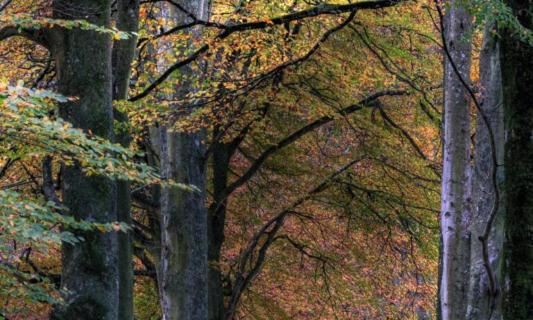 Puedo-poner-aceite-de-árbol-de-té-directamente-en-las-uñas