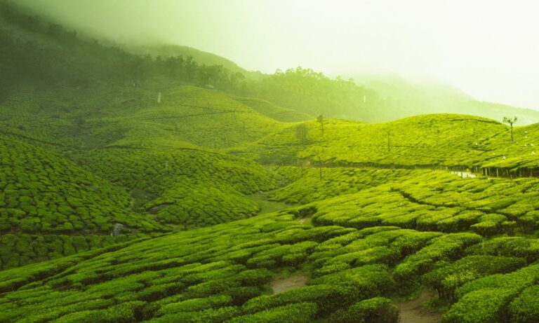 Qué-es-el-té-de-rooibos