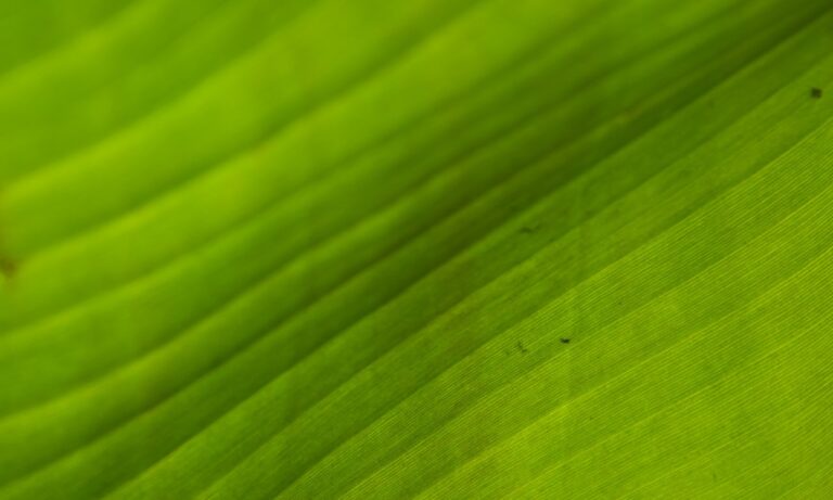 cómo-hacer-un-matcha-green-tea-latte