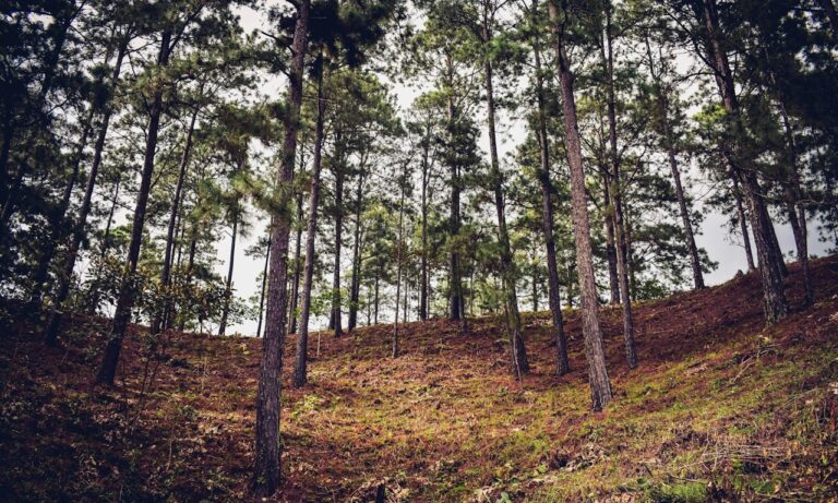 cómo-usar-aceite-de-árbol-de-té-en-el-cuero-cabelludo