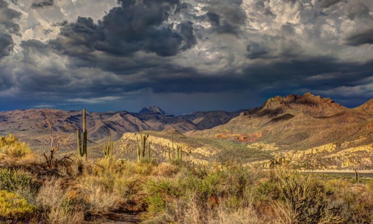 dónde-comprar-té-duro-de-Arizona