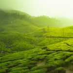 Cuánto-tiempo-debo-dejar-reposar-el-té-de-manzanilla